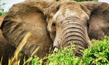 incontri ravvicinati in un safari