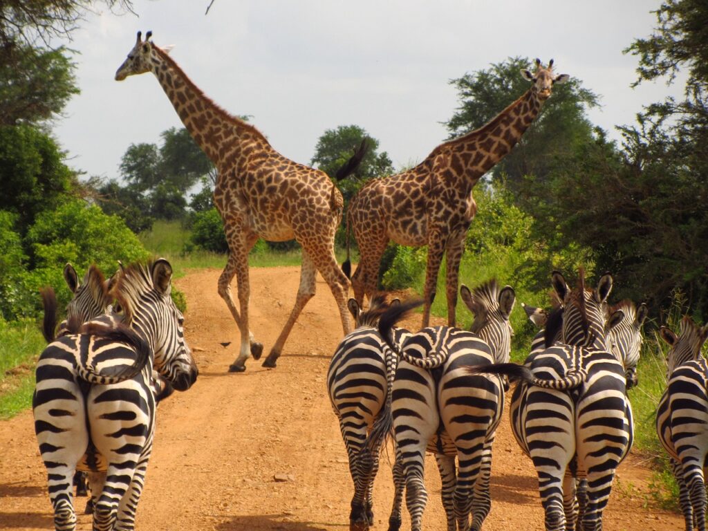 Hermanus e Garden Route, giraffe e zebre lungo la pista