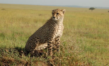 Ghepardo in primo piano nella savana della Tanzania. Lo sguardo vigile sullo sfondo di erba dorata.