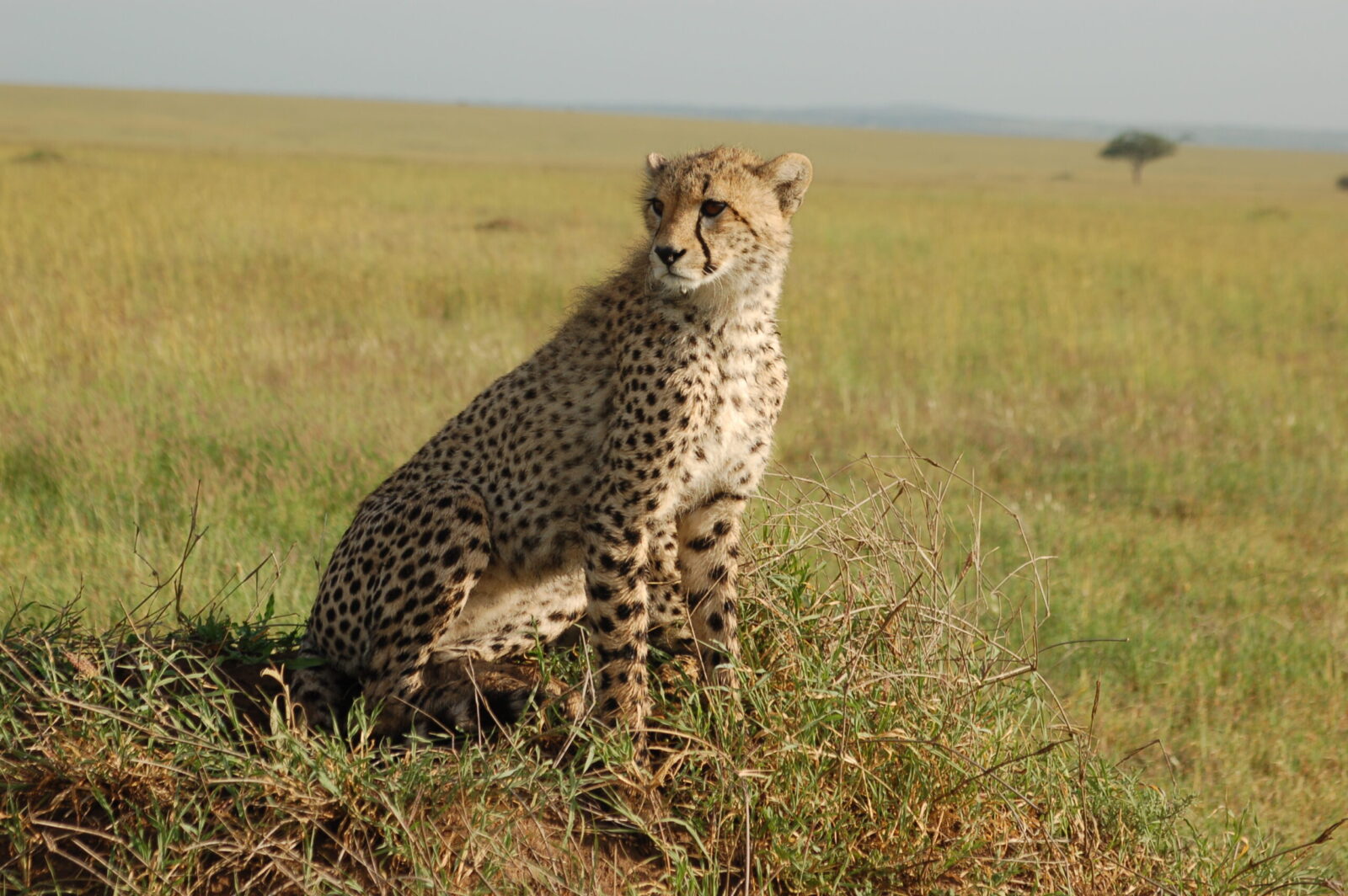 Ghepardo in primo piano nella savana della Tanzania. Lo sguardo vigile sullo sfondo di erba dorata.