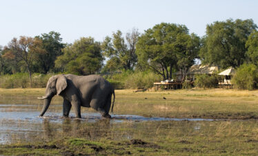 safari in botswana nelle foci dell'okavango