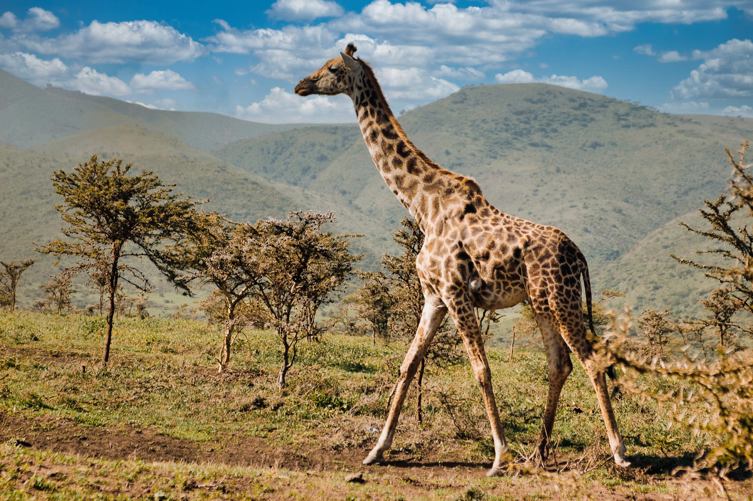 giraffa scaled