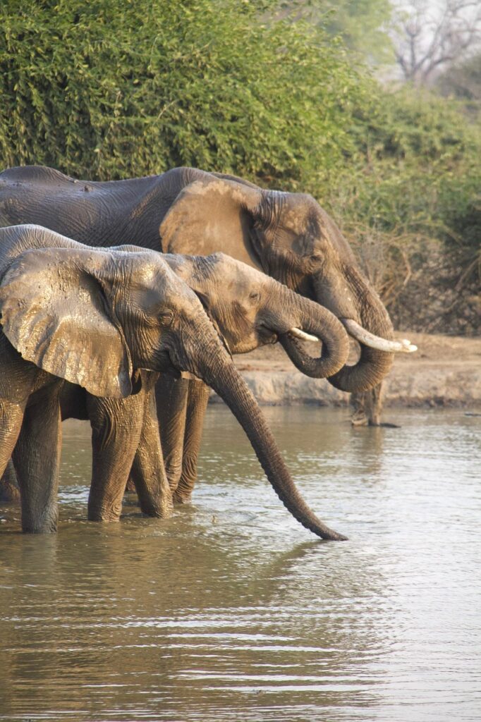 Sudafrica on the road, elefanti che bevono al fiume
