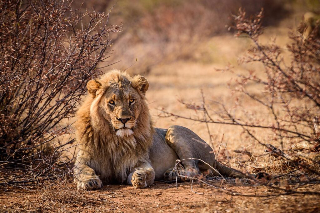 Safari ad Amakhala, un leone che riposa nella savana