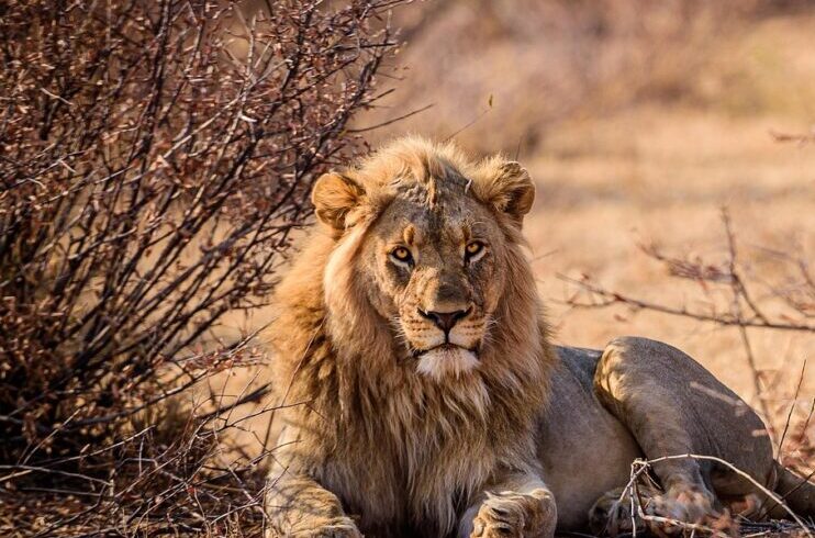 safari particolare con leone in zimbabwe