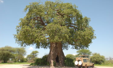 TANZANIA (TZAN08AI6F27A09WCI01)