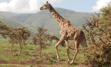 Incontri meravigliosi nella savana africana.