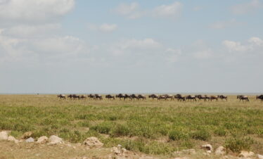 TANZANIA “Il cammino antico delle mandrie africane”