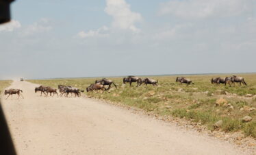 TANZANIA “Sulle tracce della Grande Migrazione Nord”