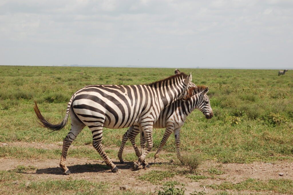 Robben Island e Kruger, zebre nella savana