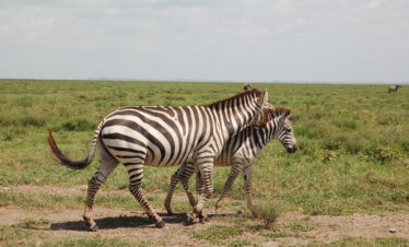 Gesto di protezione della mamma zebra con il suo cucciolo.