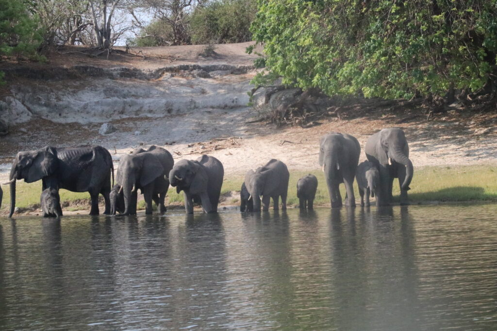 Safari a Karongwe, elefanti al fiume nella savana