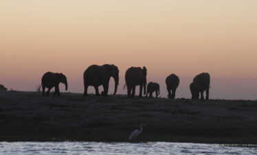 Elephant at Chobe river