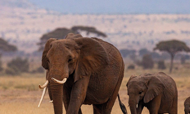 Rispettosa distanza da mamma elefante con il suo cucciolo.