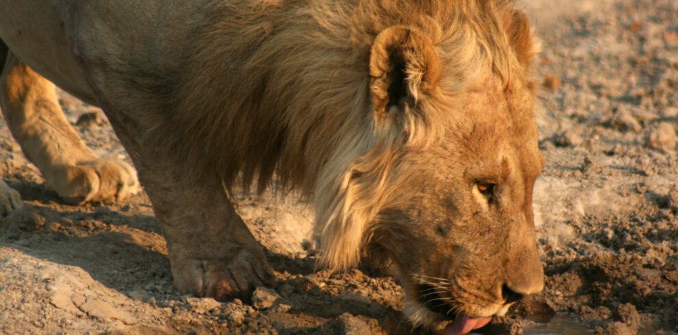 Safari fotografico all'interno della caldera del Ngorongoro in Tanzania.