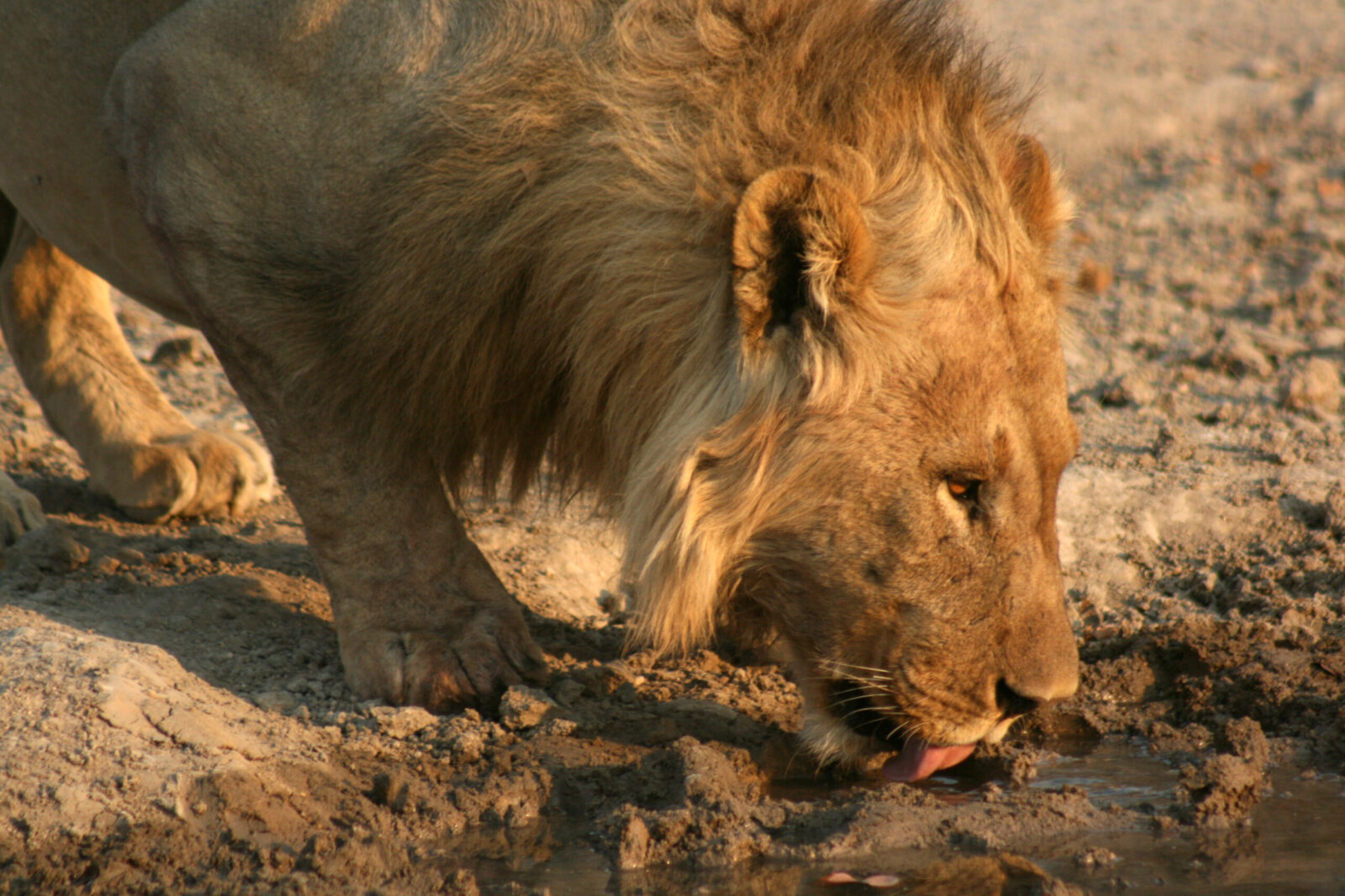 Safari fotografico all'interno della caldera del Ngorongoro in Tanzania.