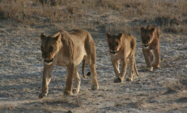 Leonesse nella caldera del Ngorongoro.