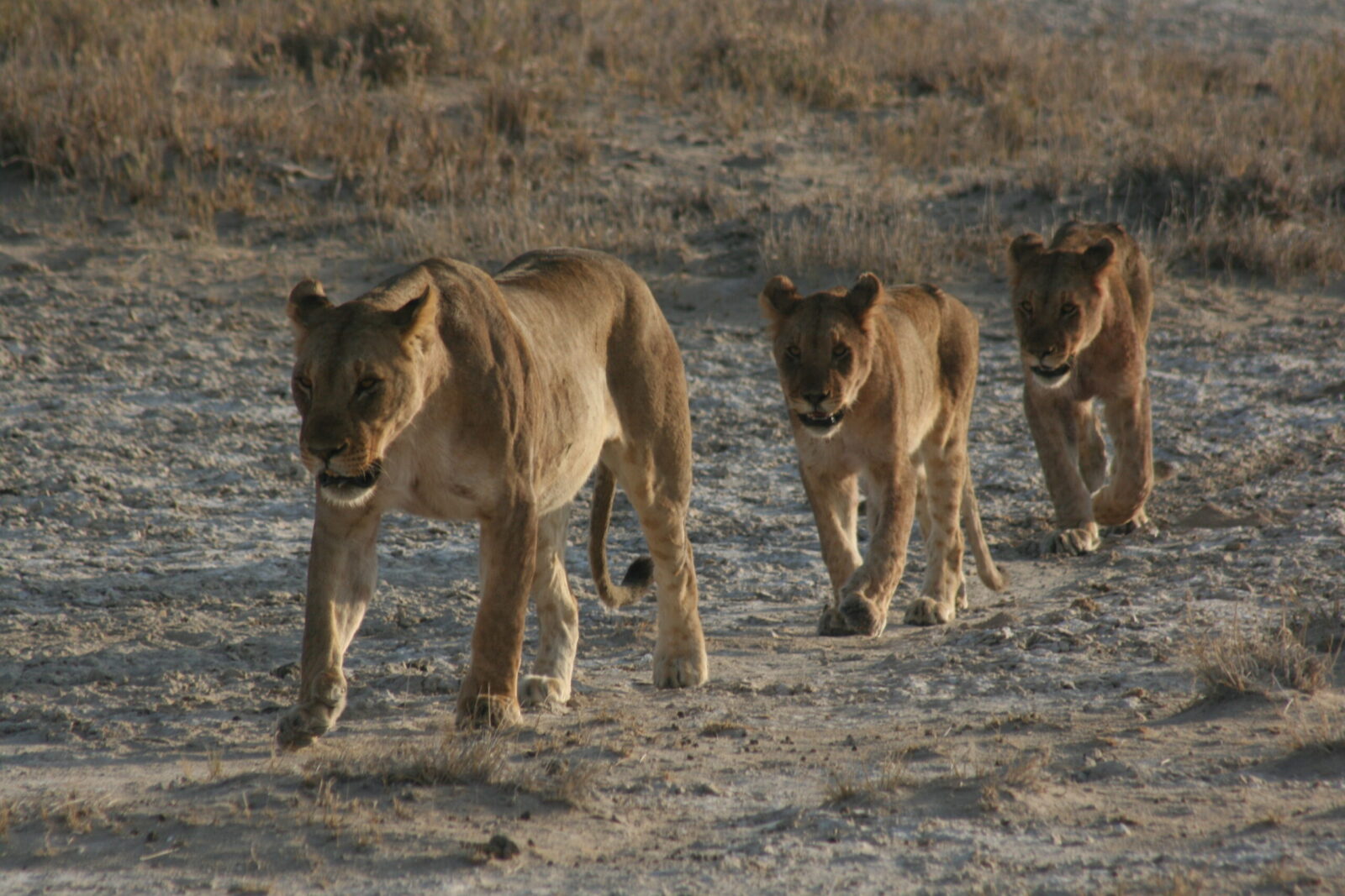 Leonesse nella caldera del Ngorongoro.