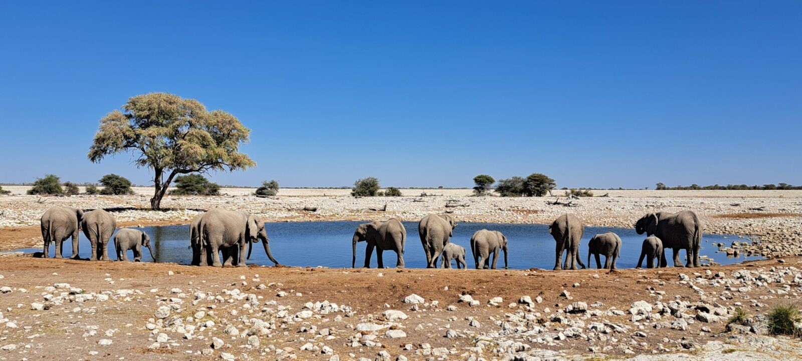 Alla pozza di Okaukuejo, nel Parco Etosha, un branco di elefanti si raduna per dissetarsi. I loro movimenti lenti e solenni si riflettono nell'acqua, mentre il cielo africano sfuma nei colori caldi del tramonto. In questo angolo senza tempo della Namibia, la vita selvaggia si mostra in tutta la sua armonia e forza.
