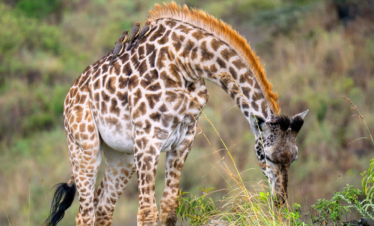 foto di una Giraffa in Tanzania nel safari fotografico tra il serengeti e cratere del ngorongoro