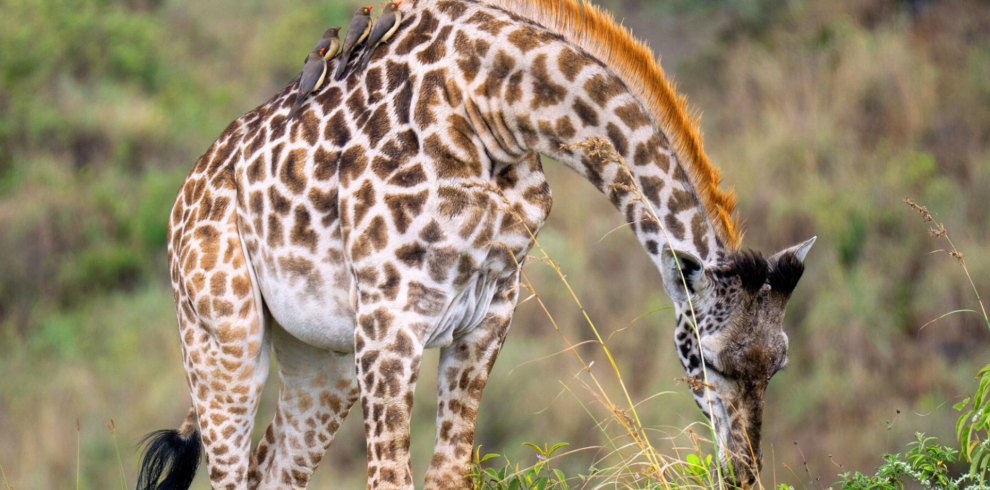 foto di una Giraffa in Tanzania nel safari fotografico tra il serengeti e cratere del ngorongoro