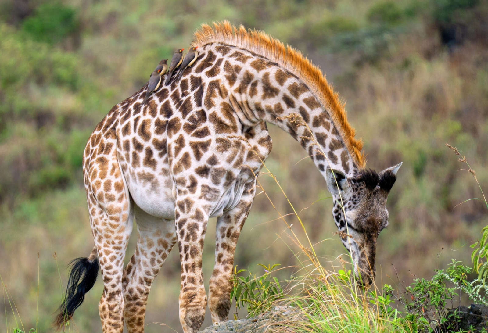 foto di una Giraffa in Tanzania nel safari fotografico tra il serengeti e cratere del ngorongoro