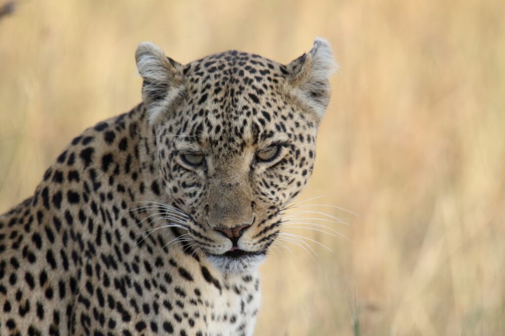 Safari a Kapama, un leopardo durante un safari