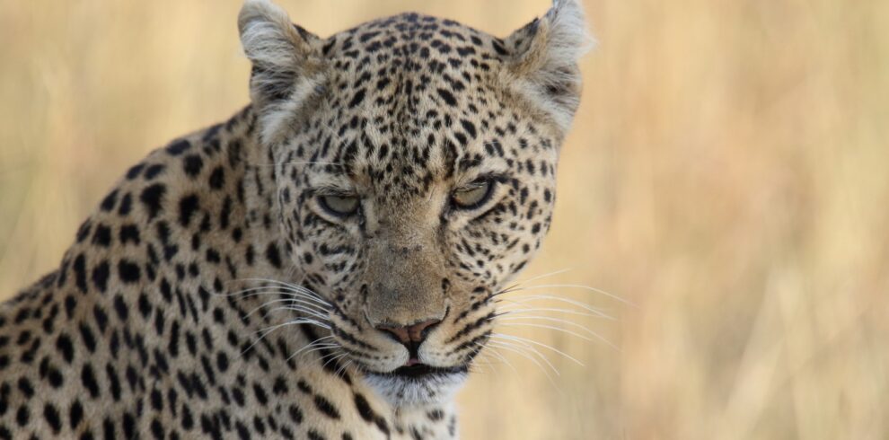 Leopardo e ghepardo