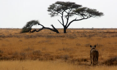 NAMIBIA “Terre Selvagge”