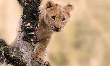 Leone sull'albero in Tanzania