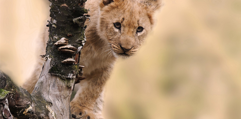 Leone sull'albero in Tanzania