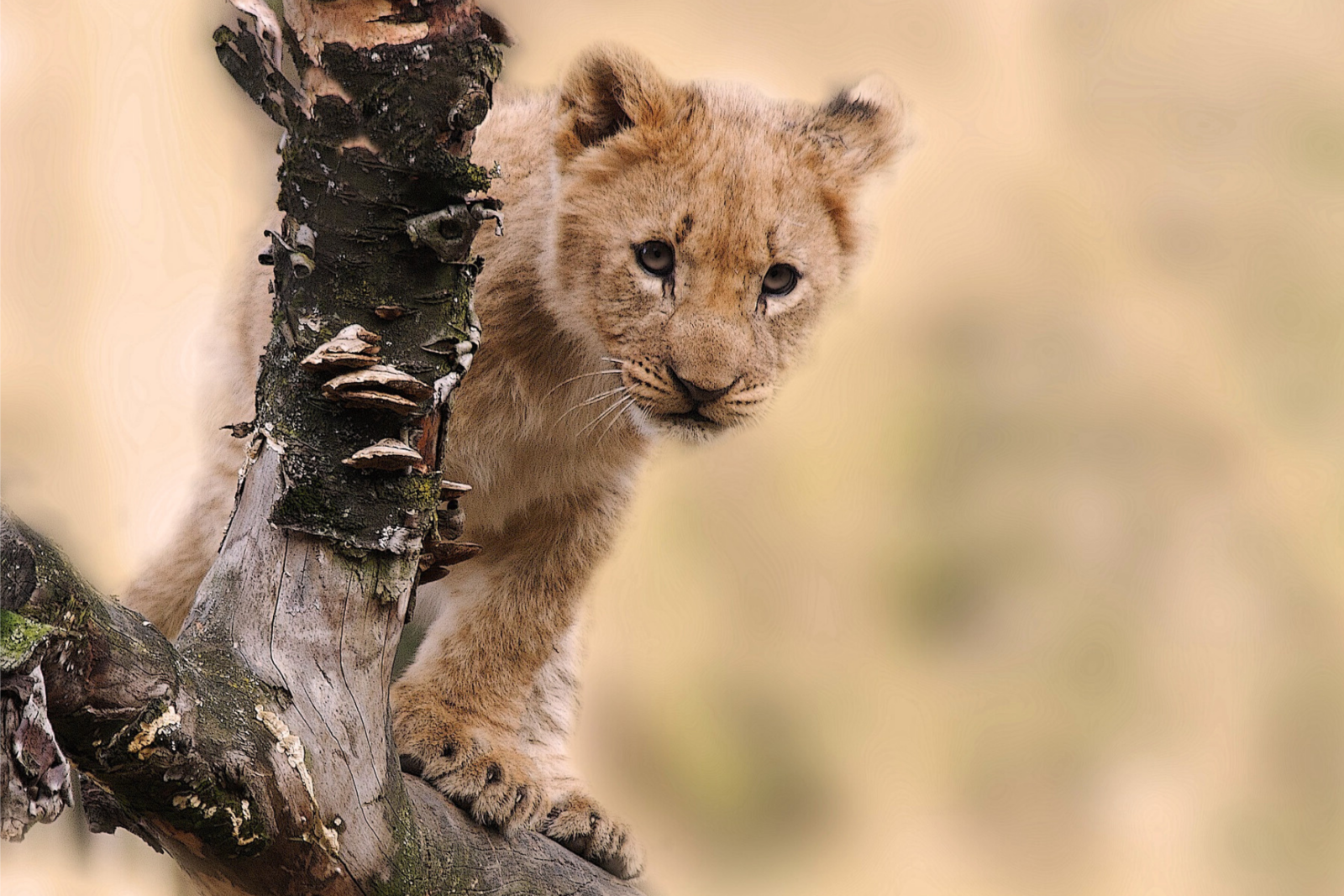Leone sull'albero in Tanzania