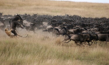 safari, grande migrazione