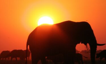 safari al tramonto