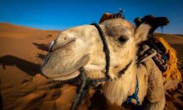 Marocco,Marakech,Ait Ben Haddou,Zagora,Merzouga.