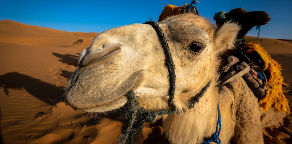 Marocco,Marakech,Ait Ben Haddou,Zagora,Merzouga.