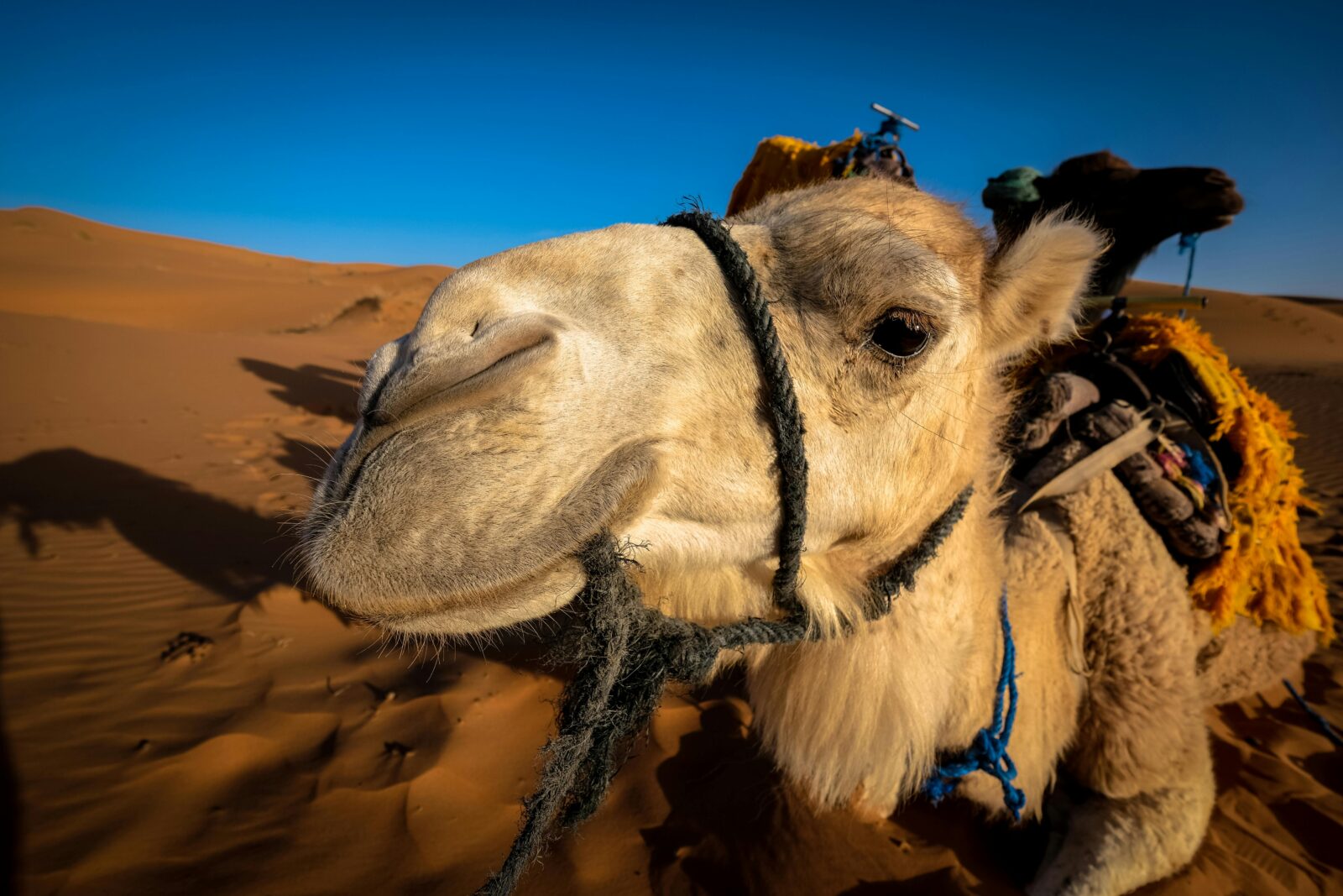 Marocco,Marakech,Ait Ben Haddou,Zagora,Merzouga.