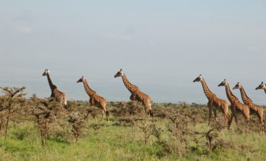 Tanzania safari