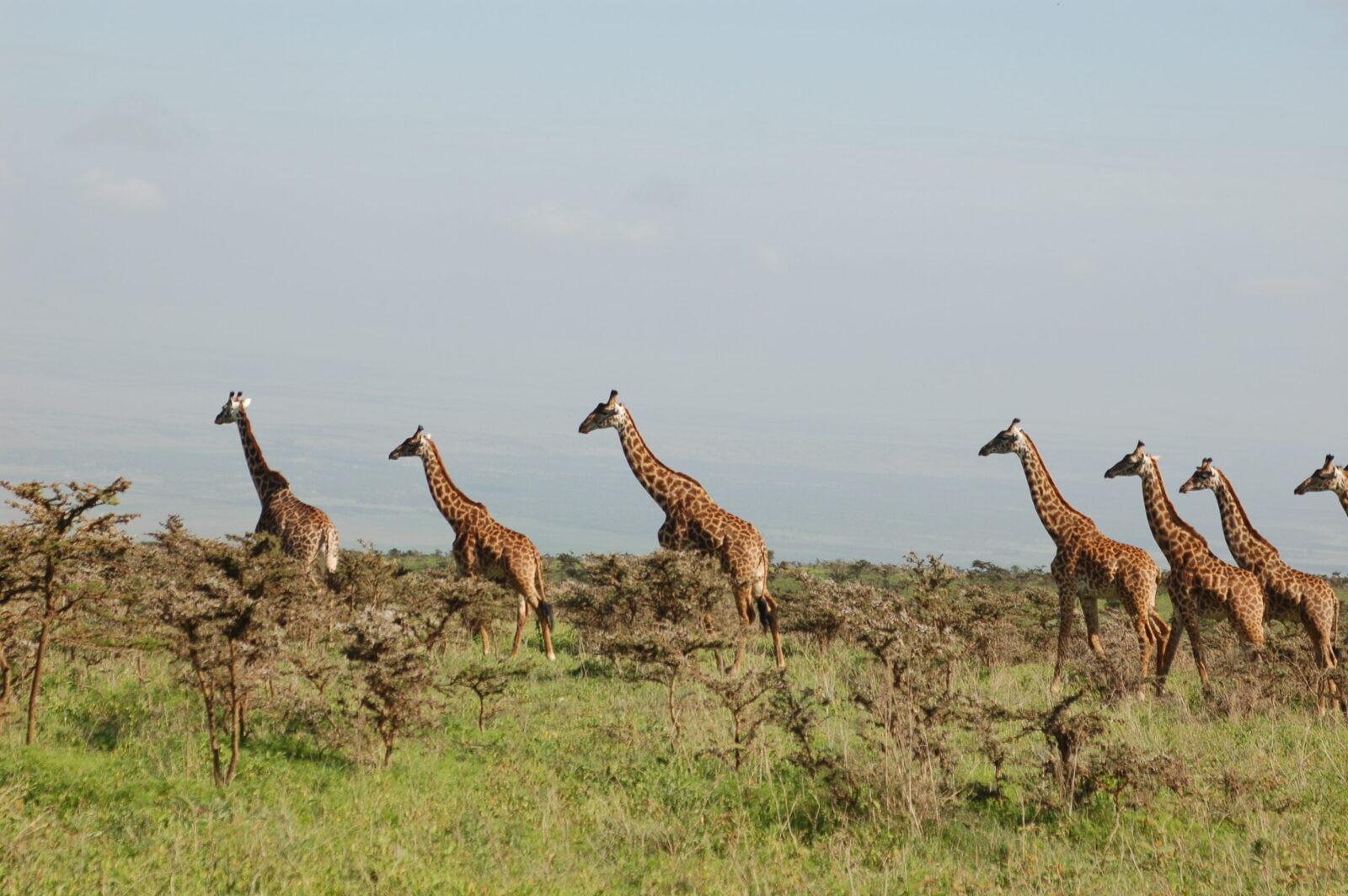 Tanzania safari