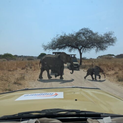 Incontri gli elefanti nel Parco del Tarangire.
