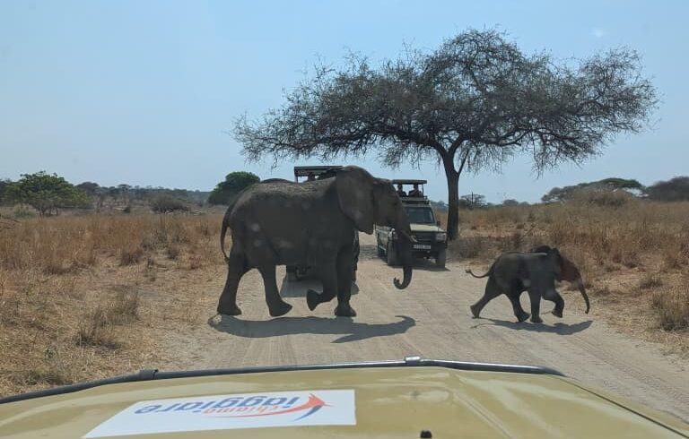 Incontri gli elefanti nel Parco del Tarangire.