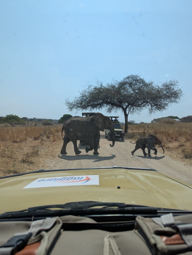 Incontri gli elefanti nel Parco del Tarangire.