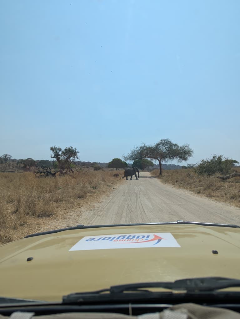 Safari Africa