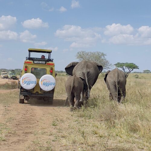 Incontro dell'elefante nel safari nel serengeti