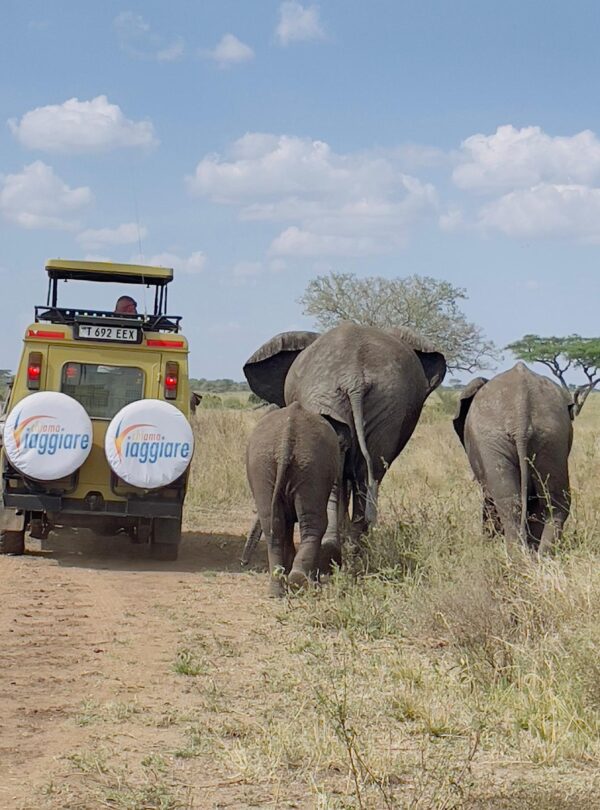 Incontro dell'elefante nel safari nel serengeti