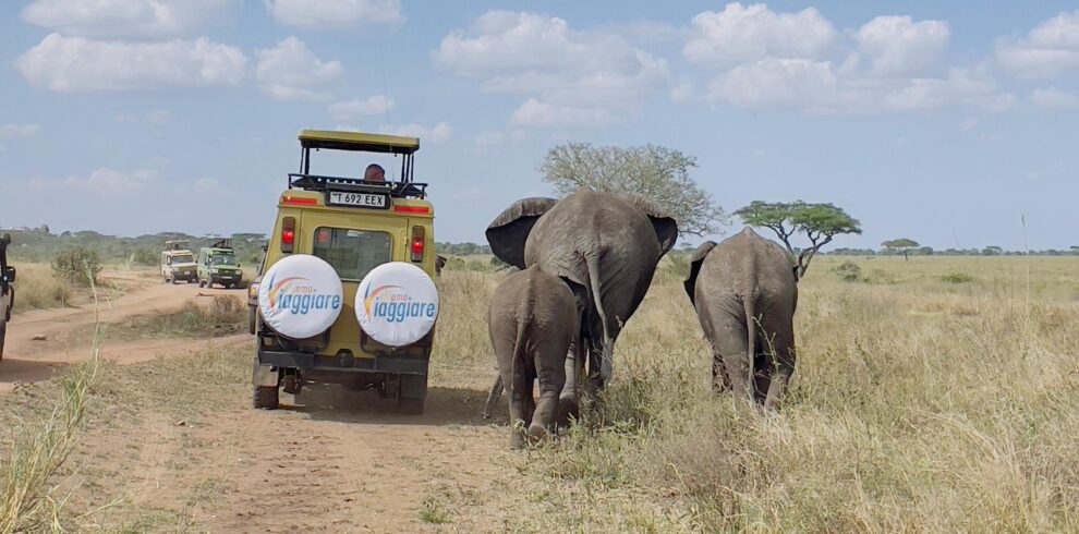 Incontro dell'elefante nel safari nel serengeti