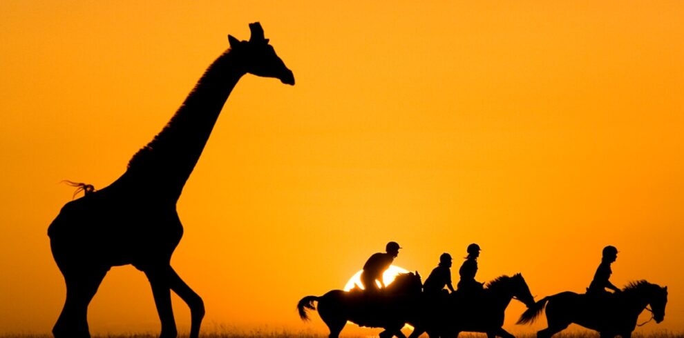 safari in kenya al tramonto con le giraffe