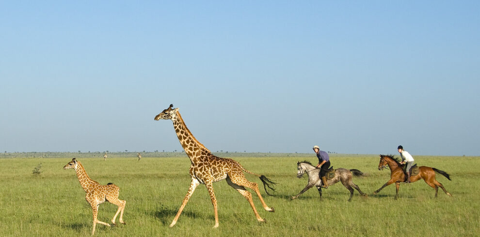 correre con le giraffe