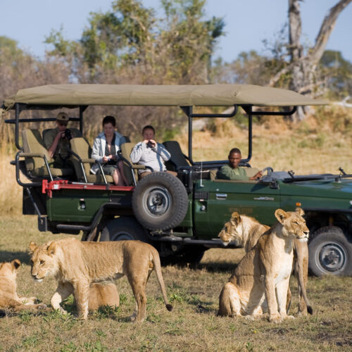safari in mezzo ai leoni