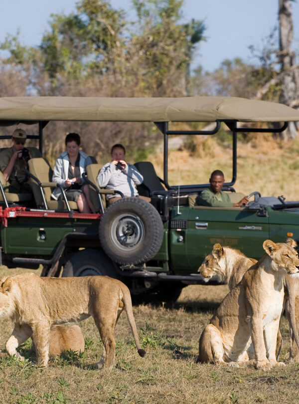 safari in mezzo ai leoni
